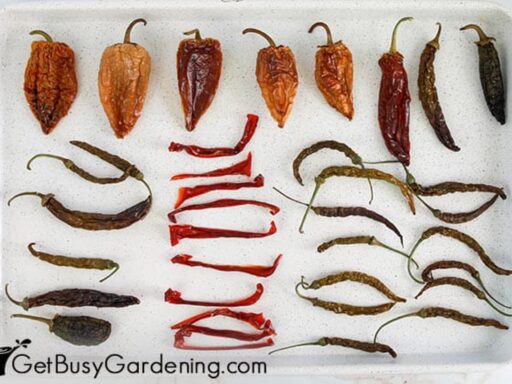 Drying Peppers In An Air Fryer